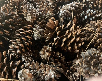 Carolina Pine Cones