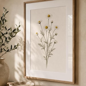 Vintage Daisy Botanical Print | White Wildflower Chamomile Illustration (Digital Download)