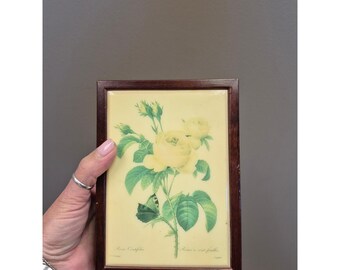 Caja de baratijas de madera con azulejos de arte gráfico vintage Redoute Rosa Centifolia Rosa botánica
