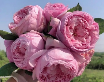 Ausbite Spirit of Freedom English Climbing Rose Light Pink Multipetal Own Root