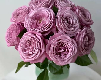 Purple Perfume Japanese Cutting Rose Own Root in Pot