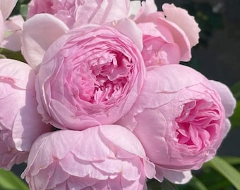 Yuhuan Echo (Yuhuanming) Chinese Cutting Shrub Rose Own Root
