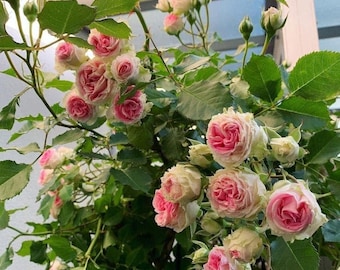 Eden 85 Climbing Rose White and Pink Double Petal Fragrance Own root
