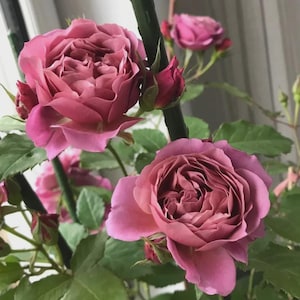 May include: Close-up of a rose bush with multiple blooms and buds. The roses are a dusty rose color with many petals. Green leaves and stems are visible. The background is blurred, suggesting a natural setting.