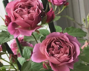 Aoi Fuga Japanese Floribunda Strong Fragrance Disease Resistant Own Root