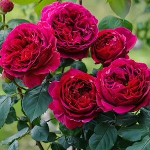 May include: A cluster of deep red roses in full bloom, showcasing layered petals and a rich, velvety texture. The roses are surrounded by dark green leaves, creating a vibrant contrast. The image captures the beauty of a rose garden.