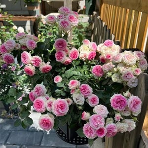 May include: A lush rose bush overflowing with clusters of pink and white roses. The blooms are in various stages of opening, showcasing their delicate petals. The bush is set against a wooden fence and a paved surface.
