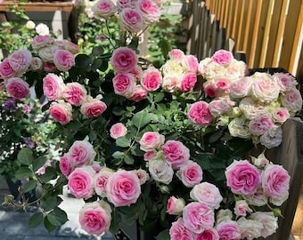 Mini Eden Climbing Rose White and Pink Double Petal Fragrance Own Root in 1 gallon pot
