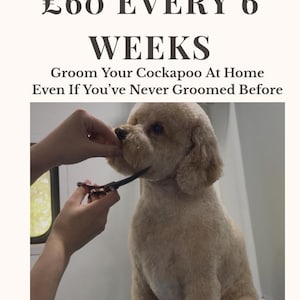 May include: Image of a Cockapoo being groomed with scissors. Text reads "STOP PAYING £60 EVERY 6 WEEKS. Groom Your Cockapoo At Home Even If You've Never Groomed Before." The image is a step-by-step owner guide.
