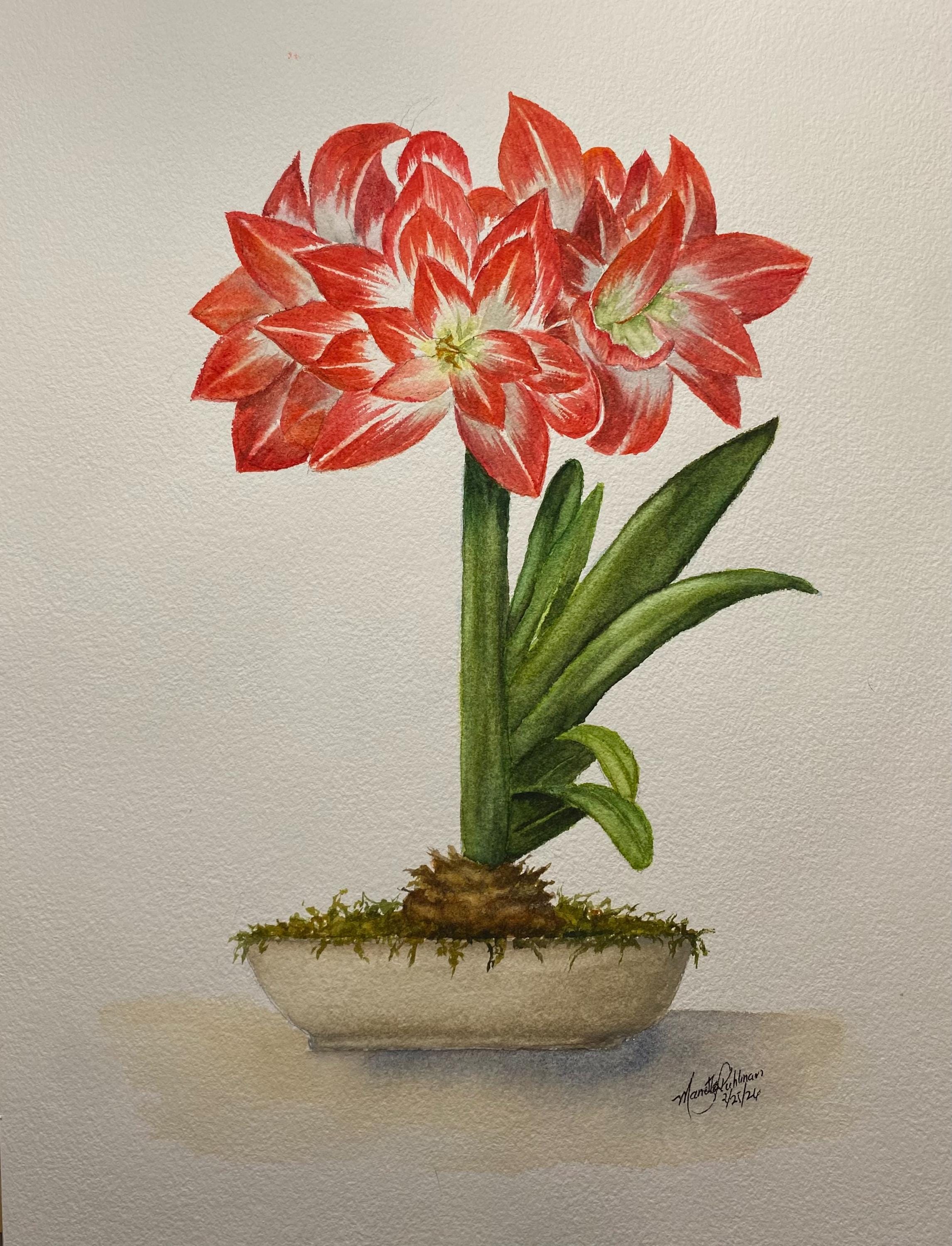 Original Amaryllis Watercolor Painting – Bright Coral Floral Art ...