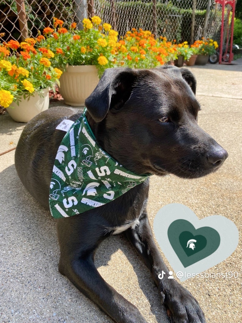 MICHIGAN STATE UNIVERSITY, Dog Bandana, Elastic Collar, Made to Order image 3