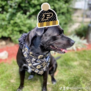 Iu dog bandana hotsell