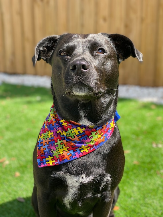 LOVE Louisville Dog Bandana Louisville Dog Collar With Scarf 