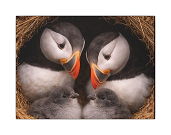 Coastal Puffin Canvas Art - Family Nest with Baby Birds