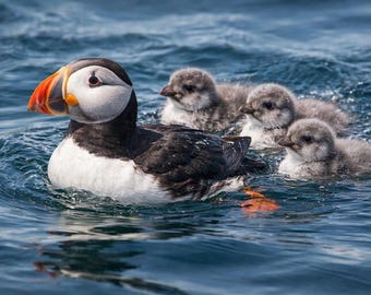 Puffin Family PNG | Puffin with Chicks Laser Engraving File | Newfoundland Wildlife Art | Slate & Wood Engraving Design | Digital Download
