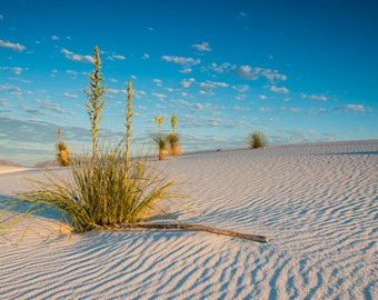 White Sands Photography, New Mexico, Sand Dunes, Horizontal Print, Blue Sky, Shadows, Dry, Sand Ripples, White Sands Yuccas