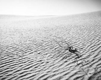 White Sands Photography, New Mexico Print, Minimalist Wall Decor, Abstract, Horizontal Print, Sand Ripples, White Sands Lost Branch