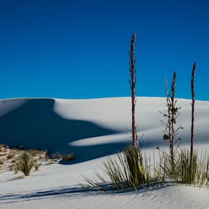 White Sands Photography, New Mexico, Desert Scene, Horizontal Print, Shadows, Blue Sky, White Sands Yucca Landscape