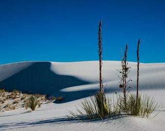 White Sands Photography, New Mexico, Desert Scene, Horizontal Print, Shadows, Blue Sky, White Sands Yucca Landscape