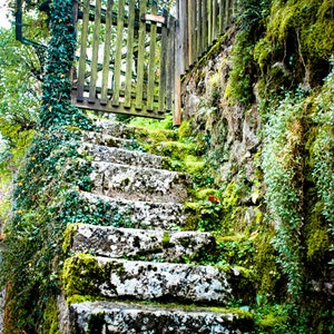 Austria Photography, Mountain, Autumn, Fall, Fine Art Print, Mossy Stairs image 1