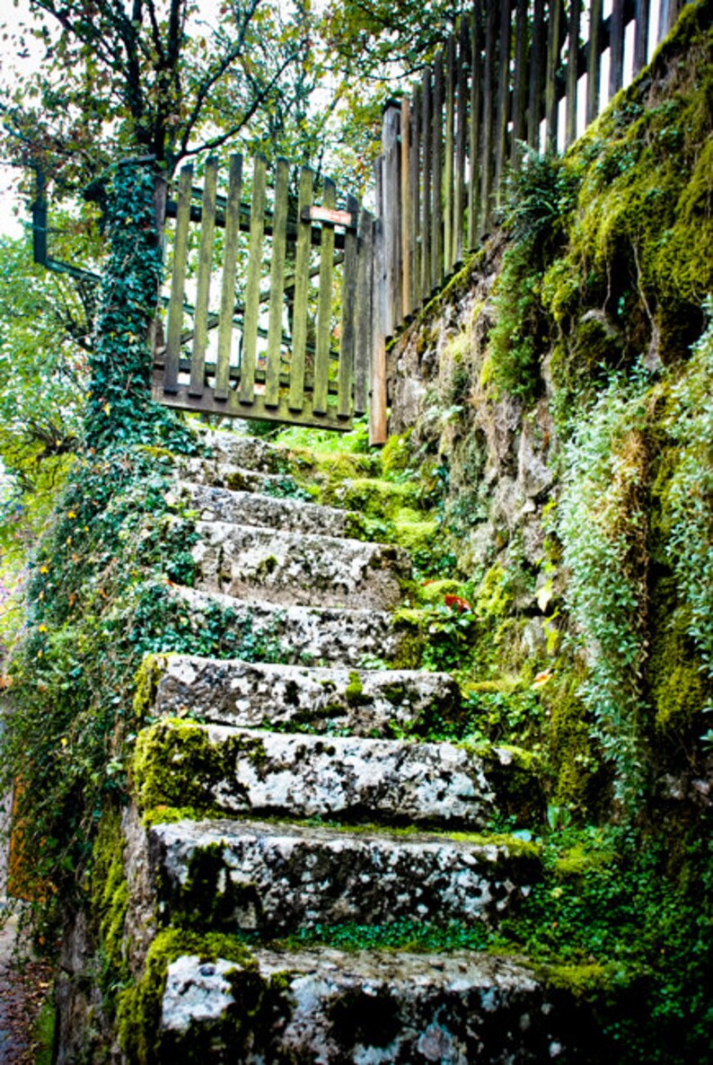 Austria Photography, Mountain, Autumn, Fall, Fine Art Print, Mossy Stairs image 1