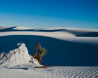 White Sands Photography, New Mexico, Sand Dunes, Horizontal Print, Shadows, Blue Sky, Dry, Desert, White Sands Sand Stone and Yucca