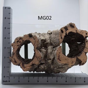 May include: A natural cork bark tube labeled MG02, positioned against an L-shaped measuring tool. The bark features a rough, textured brown exterior with two large, hollow openings visible, measuring approximately 7 inches in height and 8 inches in width.