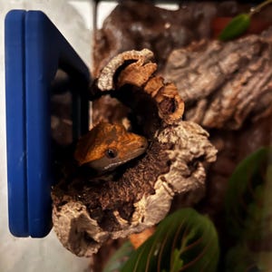 K&ouml;nnte beinhalten: Ein Kronengecko mit orangefarbenen und braunen Markierungen blickt aus einem St&uuml;ck strukturiertem Holz hervor. Das Auge des Geckos ist sichtbar, eingebettet in eine naturalistische Terrariumeinstellung. Auf der linken Seite des Bildes befindet sich ein blauer Rahmen.