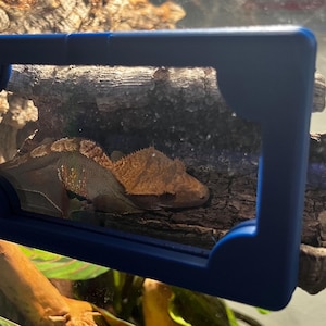 K&ouml;nnte beinhalten: Ein Kronengecko ruht auf einem Holzst&uuml;ck in einem Terrarium. Der Gecko hat ein braunes und hellbraunes Muster. Ein blauer Rahmen umgibt den Gecko und das Holz. Gr&uuml;ne Pflanzen sind im Vordergrund zu sehen.