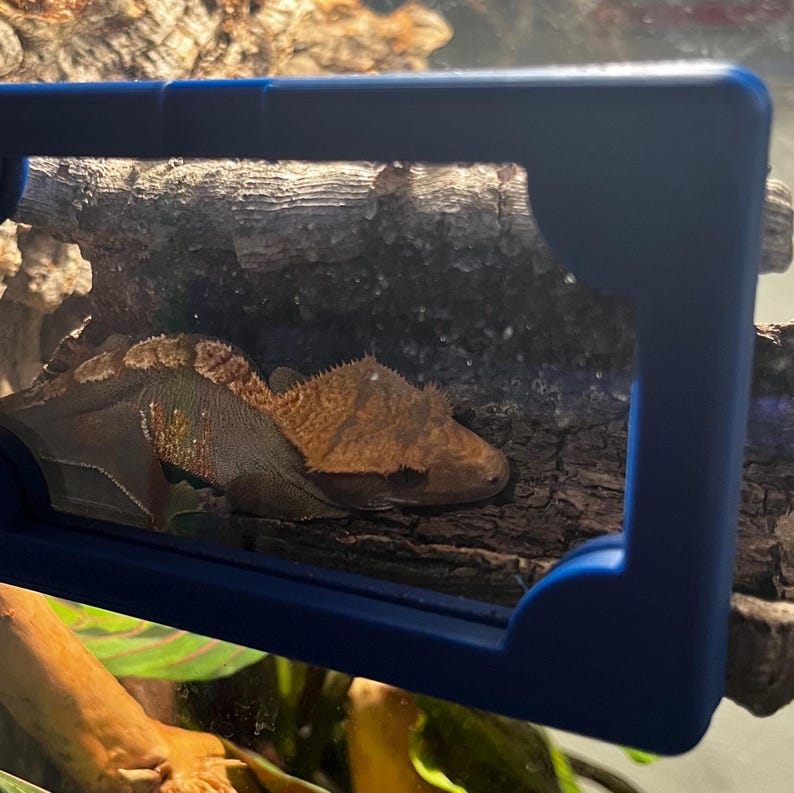 K&ouml;nnte beinhalten: Ein Kronengecko ruht auf einem Holzst&uuml;ck in einem Terrarium. Der Gecko hat ein braunes und hellbraunes Muster. Ein blauer Rahmen umgibt den Gecko und das Holz. Gr&uuml;ne Pflanzen sind im Vordergrund zu sehen.