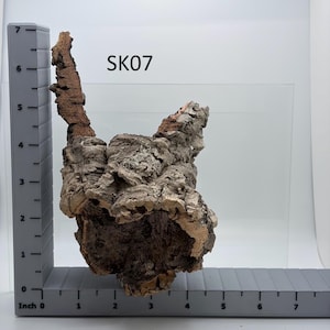 May include: A piece of natural cork bark labeled SK07, positioned against an L-shaped measuring tool. The bark features a rough, textured, brown and gray surface with a hollow center, measuring approximately 6.5 inches in height.