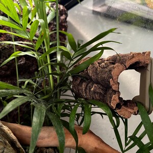 K&ouml;nnte beinhalten: Eine Terrarienszene mit &uuml;ppigen gr&uuml;nen Pflanzen und einem St&uuml;ck Korkrinde mit einem ausgeh&ouml;hlten Zentrum. Die Rinde ist auf einer hellen Oberfl&auml;che montiert, und die Pflanzen haben lange, schmale Bl&auml;tter.