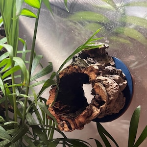 May include: A hollowed-out, textured brown cork bark hide with a dark interior, mounted on a blue circular base. Green leafy plants are visible in the background, suggesting a naturalistic terrarium or vivarium setup.