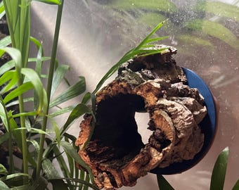 Magnetische Korkrindenkante – Bioaktiver Kletterring für Terrarien