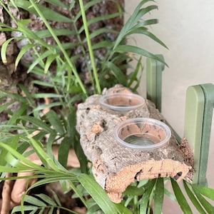 May include: A naturalistic terrarium feeding station. The station features two clear plastic cups set into a piece of cork bark. The bark is surrounded by green foliage and mounted on a green bracket.