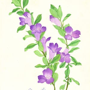 May include: Watercolor painting of purple flowers and green leaves on a white background. The flowers are in full bloom, with delicate petals and a vibrant hue. The leaves are a lush green, and the artwork is signed "Daruru Srijuy".