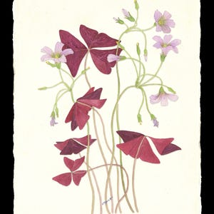 Könnte beinhalten: Aquarellmalerei von Purpurklee-Pflanzen mit kleinen, hellvioletten Blüten. Die Blätter sind tief burgunderfarben und die Stiele hellgrün. Das Kunstwerk befindet sich auf strukturiertem, cremefarbenem Papier.