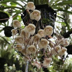 May include: Close-up of a unique orchid, the Dracula simia, also known as the monkey orchid. The flowers are cream-colored with a monkey-like face. The orchid is hanging from a dark, textured surface, surrounded by green foliage.