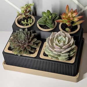 May include: A tiered succulent planter with six potted succulents. The planter is black with a beige tray and trim. The succulents are various colors, including green, red, and purple. The pots are beige.