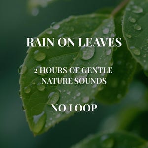 May include: A vibrant green leaf covered in clear water droplets with white text overlay that reads RAIN ON LEAVES, 2 HOURS OF GENTLE NATURE SOUNDS, and NO LOOP. The leaf surface shows detailed veins and a natural texture with moisture.