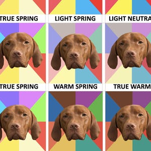 Virtueel kleuranalyseadvies voor huisdieren | 23-palettensysteem | Geen AI ooit!  | Hond Kat Paard Styling