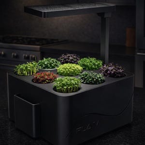Könnte beinhalten: Ein schwarzer Indoor-Garten mit integrierter Wachstumslampe. Er enthält acht runde Öffnungen, die mit verschiedenen Mikrogrüns in Grün-, Rot- und Lilatönen gefüllt sind. Das Wort "FLAV" ist auf der Vorderseite des Gartens aufgedruckt.