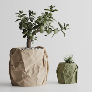 May include: Two potted plants. The larger plant has a thick brown trunk and green leaves, planted in a beige paper-like pot. The smaller plant is in a green paper-like pot. Both plants are set against a white background.