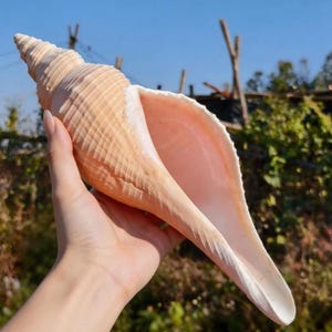 Puede incluir: Una gran concha de caracol de color melocotón claro, con una parte superior en espiral y una boca ancha y abierta. El interior de la concha es de color rosa pálido. La concha se sostiene contra un fondo de follaje verde y cielo azul.