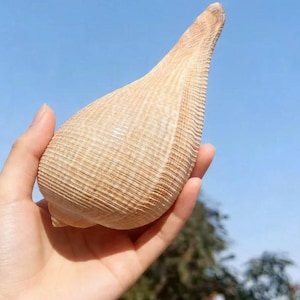 May include: A light brown seashell with a spiral shape and textured surface. The shell is held in a hand against a blue sky background. The shell's color is a light tan.
