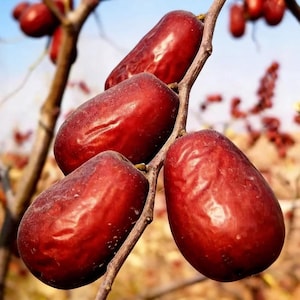 Puede incluir: Primer plano de un racimo de frutos de azufaifo rojos y maduros colgando de una rama marrón. Los azufaifos tienen una piel lisa y brillante y forma oblonga. El fondo está borroso, con indicios de cielo azul y otras ramas.