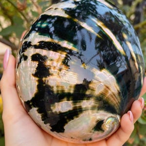 Könnte beinhalten: Abalone-Schale mit schillernden Farben in Grün, Schwarz, Gold und Weiß. Die polierte Oberfläche reflektiert das Licht und erzeugt einen schimmernden Effekt. Die natürlichen Muster und Texturen der Schale sind sichtbar. Ein dekoratives Element für das Zuhause.