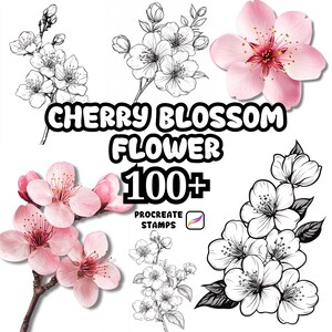 May include: An image showcasing cherry blossom flower designs. The image includes both color and black and white illustrations of cherry blossoms, with the text "CHERRY BLOSSOM FLOWER 100+ PROCREATE STAMPS". The flowers are in various stages of bloom.