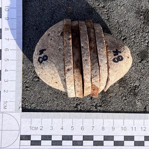 May include: An oval, pale-coloured rock marked with the number "84". Several thin, rusty-brown slices are placed on top. A ruler is in the foreground, with measurements in centimetres.