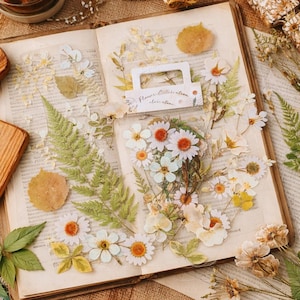 Könnte beinhalten: Ein offenes Buch mit gepressten Blumen und botanischen Elementen. Die Anordnung umfasst weiße Gänseblümchen mit orangefarbenen Zentren, grüne Farne und getrocknete Blätter. Eine transparente Verpackung mit dem Text "Flower Celebration" ist ebenfalls vorhanden.